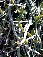 Cissus quadrangularis