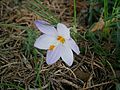 Crocus laevigatus 'Fontenayi'