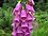 Digitalis purpurea