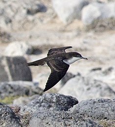 Galápagos petrel flying overland.