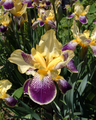 Irises in Warren County, Indiana