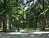 A drinking fountain and two green benches in front of a grove of Douglas fir at John Luby Park