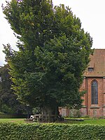 Klosterlinde Isenhagen