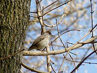 Mönchsgrasmücke (Sylvia atricapilla) (female)