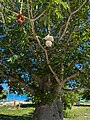 Baobab tree at Magens