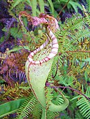 Nepenthes maxima; Celebes, Moluki, Nowa Gwinea i Wyspy d’Entrecasteaux