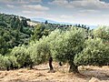 Image 44Olive trees in Pakistan (from Trees of Pakistan)