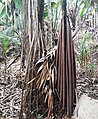 The close-packed stilt-roots of two specimens