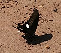 Papilio helenus