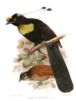 Huonparotia