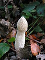 (Phallus impudicus)