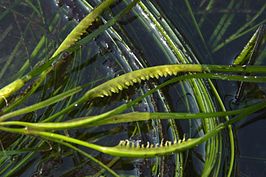 Phyllospadix