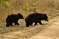 Zwei Lippenbären kreuzen eine Straße im Nationalpark