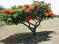 Delonix regia