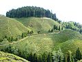 Tea estates around Mirik