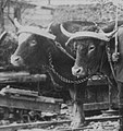 Ochsen mit Stirn-Einzeljochen, 1915