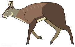 Himalayan musk deer