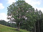 Bergahorn (Acer pseudoplatanus)