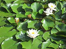 Nymphaea alba, waterlelie