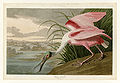 321. Roseate Spoonbill