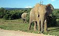 Elephant im Addo Elephant Park, Südafrika