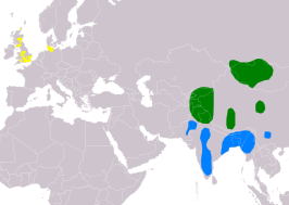 Indische gans