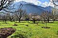 Apple orchard in Aragam Bandipore Kashmir