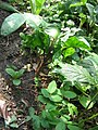 Arisaema triphyllum