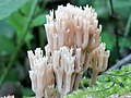 Mycena meliigena