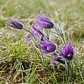 Gewöhnliche Küchenschelle (Anemone pulsatilla)