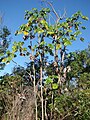 Cecropia pachystachya