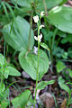 Weißes Waldvöglein (Cephalanthera damasonium)