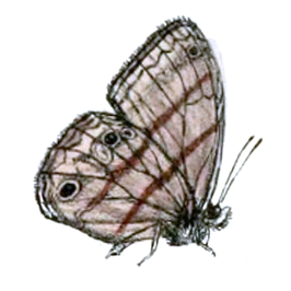 Euptychia terrestris