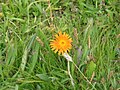 Crepis aurea