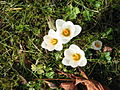 Crocus chrysanthus 'Snowbunting'