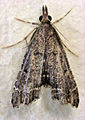 Diplopseustis perieresalis (Lathrotelinae), Nowa Zelandia