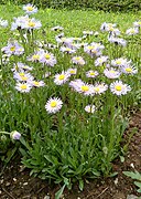 Erigeron grandiflorus