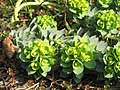 Euphorbia myrsinites flowers