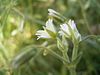 mouse-ear chickweed