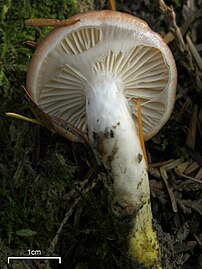 Cap underside