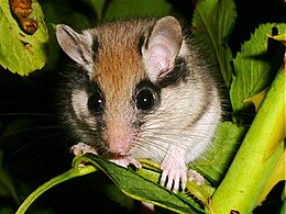 kerti pele (Eliomys quercinus)