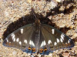 Grote ijsvogelvlinder