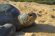 Turtle head and shoulders walking in sand