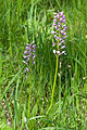 Helmknabenkraut (Orchis militaris)