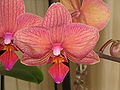 Phalaenopsis cultivar close-up