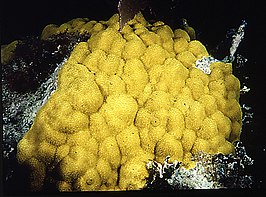 Porites astreoides