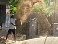 Man husking rice by throwing it into the air. India is the second largest producer of rice in the world