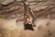 Brown bat