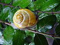 Cepaea hortensis