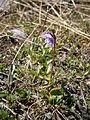 Soldanella alpina